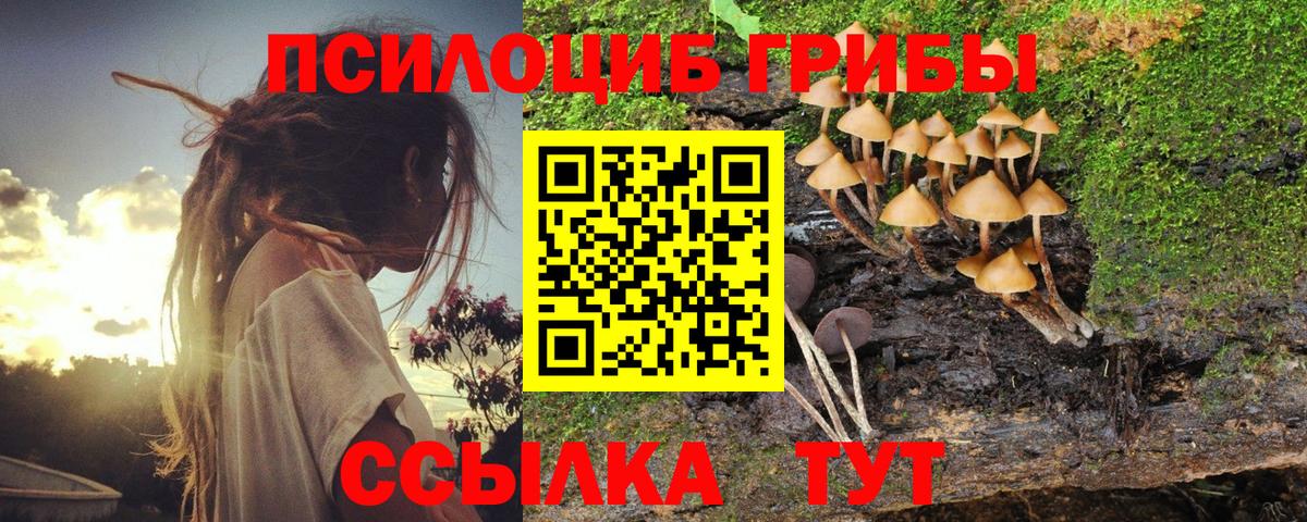 Галлюциногенные грибы Psilocybine cubensis  Вход с VPN  Борзя 